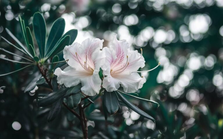 Cosa fare all’inizio di novembre con il vostro caprifoglio per mantenerlo in salute tutto l’inverno