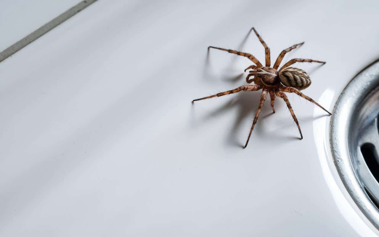 Questo dettaglio quotidiano spiega perché la tua casa ospita sempre più ragni... e come invertire la tendenza