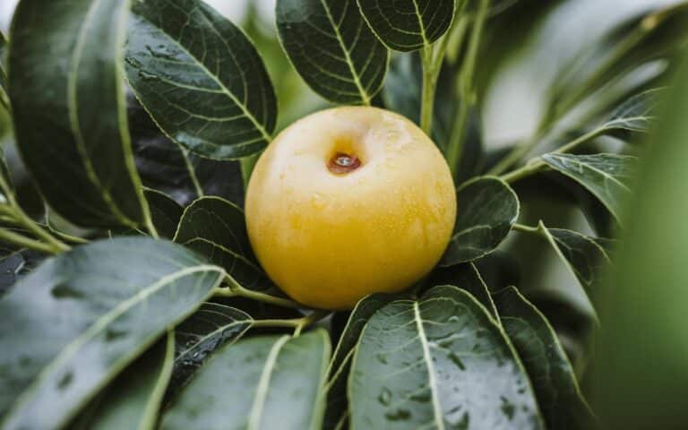 Si crede che cresca solo al sole e invece, questo frutto raro si coltiva in pieno inverno nei nostri giardini!