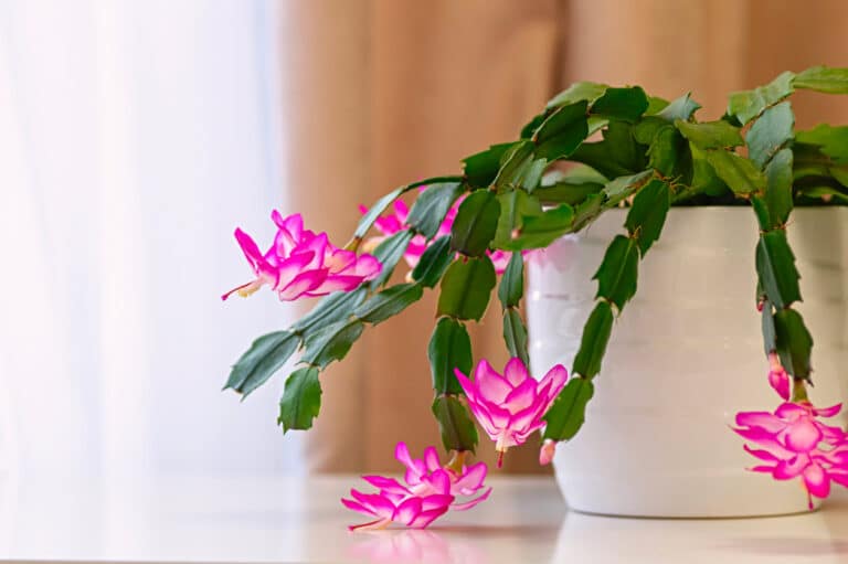 Il vostro cactus di Natale fiorirà quest’anno? Sì, ma solo se avete fatto questo!